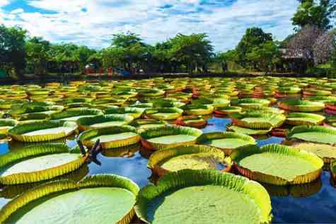 Mauritius National Botanical Garden