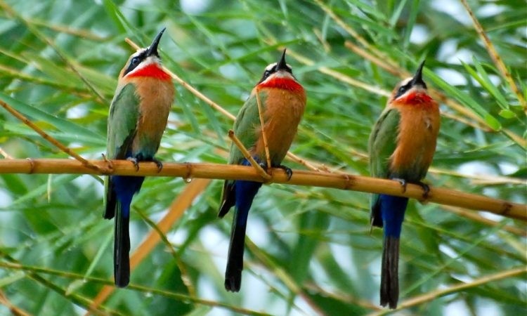 Black River Gorges National Park