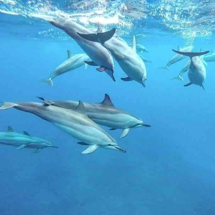 Dolphin Tour Mauritius