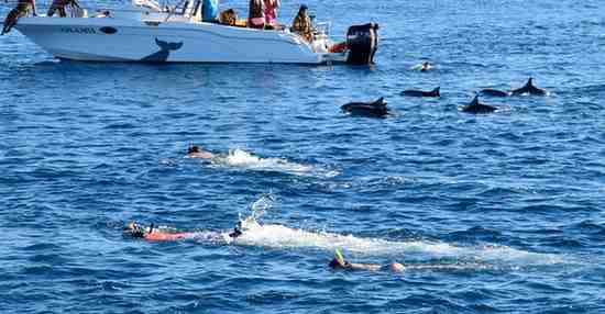 Dolphin Tour Mauritius