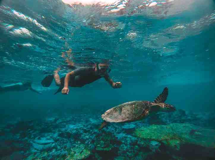 Dolphin Tour Mauritius