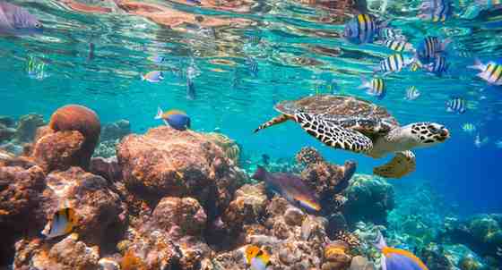 Dolphin Tour Mauritius