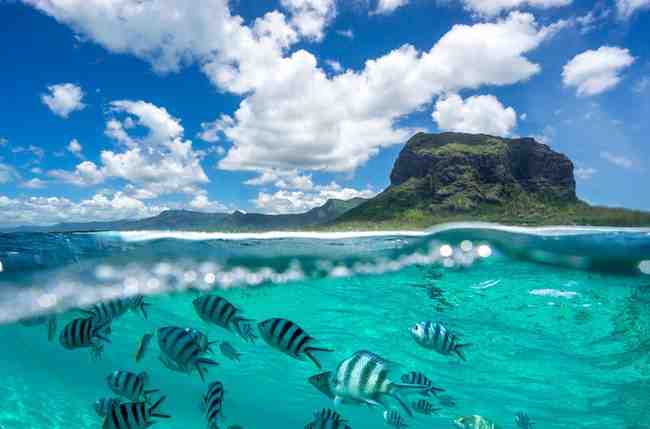 Dolphin Tour Mauritius
