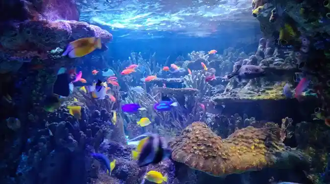 Ile aux Cerfs Island