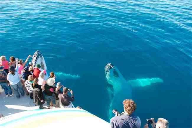 Whale Watching in Mauritius Tours
