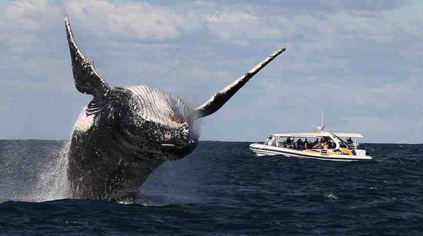 Whale Watching in Mauritius Tours