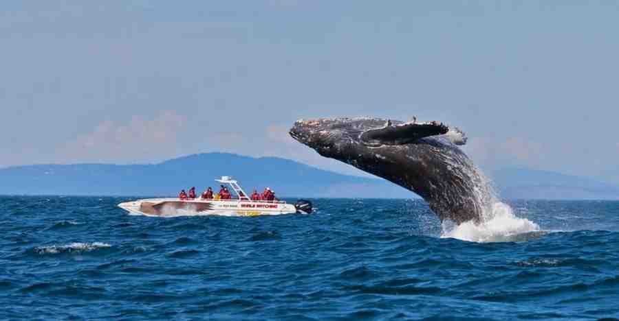 Whale Watching in Mauritius Tours