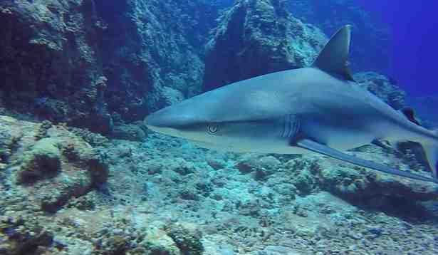 best Mauritius snorkeling tours 2025
